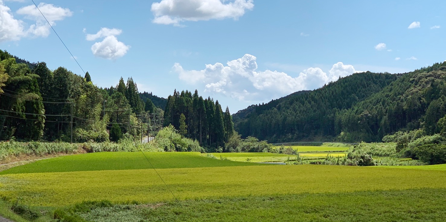 竹子の田園風景